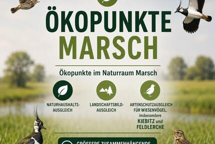 Ökopunkte Marsch (S-H, D21) | Ausgleichsfläche | Wiesenvögel - Heide