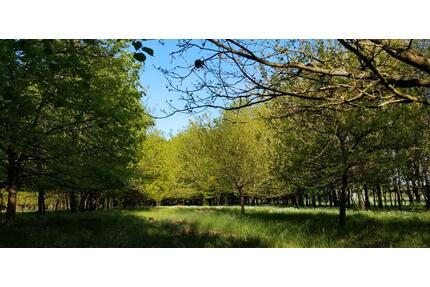 2 ha Waldgrundstück Wald Laubwald Jungwald in der Region Hannover - Neustadt am Rübenberge