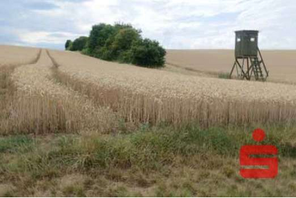 Grundstück in Dettelbach 43.000,00 € 6813 m²