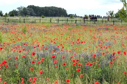 Grundstück zu verkaufen in Schwante Oberkrämer 299.000,00 € 886 m²