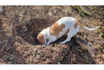 Haus zum Kaufen in Budenheim 642.945,00 € 140 m²