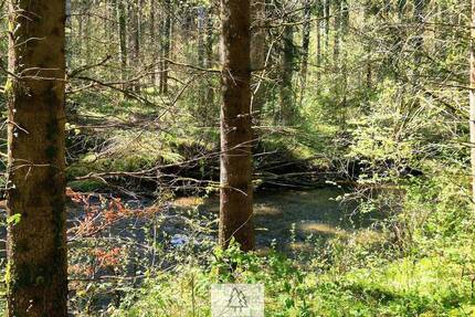 Vielfältige Waldfläche mit naturnahen Beständen im Tal der Wolfegger Ach - Bergatreute