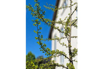 ***WO DAS GLÜCK ZUHAUSE IST - DER GINKGO HEISST SIE SCHONMAL HERZLICH WILLKOMMEN !*** - Eppertshausen