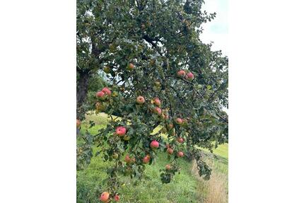 Obstbaumwiese Garten Gütle Freizeitgrundstück Stückle Wiese Obst - Metzingen