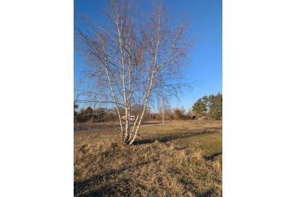 Landwirtschaftliche Nutzfläche 500–3000 m² mit Wasser & Strom - Nuthetal