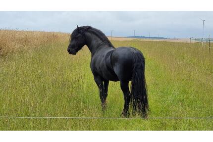 Idyllisch gelegener Reiterhof von Privat zu verkaufen - Ebergötzen