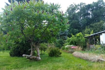 ca. 800m² Pachtgarten (Colmnitzbei Klingenberg)