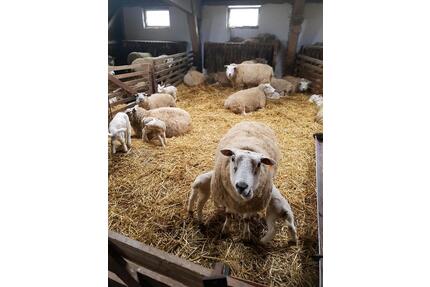 Ab 19.04. noch frei, Ferienwohnung 1-4 P, Nordsee, Carolinensiel - Wangerland