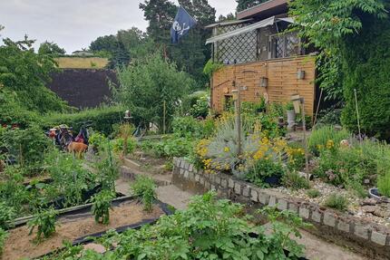 Kleingarten mit massiver Laube in Eisenhüttenstadt