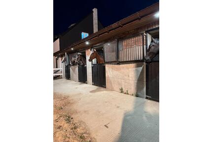 Vigorhorses-Ferienwohnung auf dem Pferdehof I Natur & Ruhe - Berlin Mitte