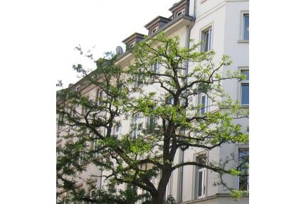 Lichtdurchflutete Citywohnung in alter Baumallee 60Tage mietfrei* - Wiesbaden Südost