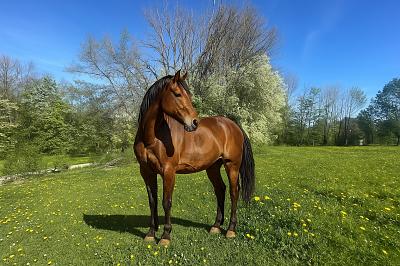 INVESTMENT IN IHRE ZUKUNFT- KAUFEN SIE LAND - Berg