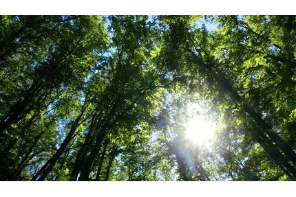 Wald Waldfläche Oberelsbach Rhön - Bad Neustadt an der Saale