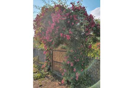 Kleingarten Wittenförden inkl Einrichtung - Schwerin