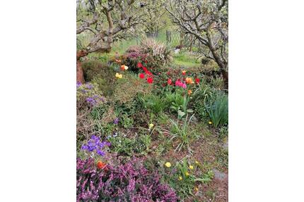 Kleingarten abzugeben - 200,00&nbsp;EUR Kaltmiete, ca.&nbsp; 0,00&nbsp;m&sup2; in Bautzen (PLZ: 02625)