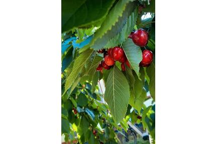 Garten,Tribseer Wiesen Stralsund