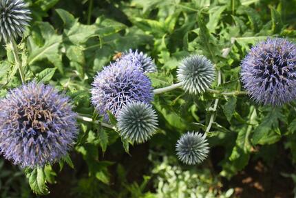 Garten zur Pacht in Bad Sülze - 3.500,00&nbsp;EUR Kaltmiete, ca.&nbsp; 0,00&nbsp;m&sup2; in Bad Sülze (PLZ: 18334)