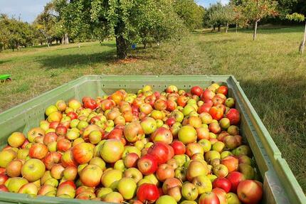 Obstwiese Garten Freizeitgrundstück - Gemmrigheim