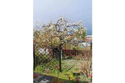 Kleingarten zur Pacht in Dresden-Cotta