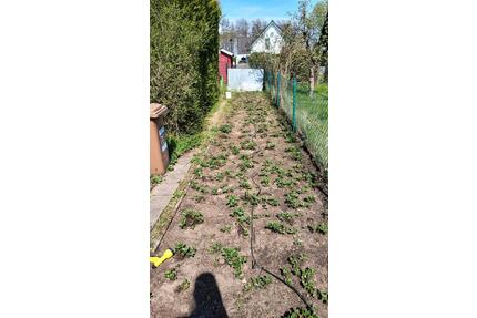 Kleingarten mit jährlich ca 10 kg Erdbeeren 