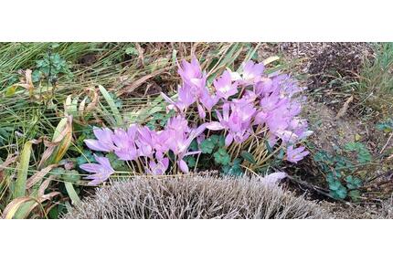 Pachtgarten - 1.400,00&nbsp;EUR Kaltmiete, ca.&nbsp; 0,00&nbsp;m&sup2; in Mühlhausen (Thüringen) (PLZ: 99974)