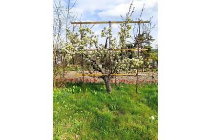 ✓✓✓ Garten Grundstück Pachtgrarten Kleine Oase - Bautzen