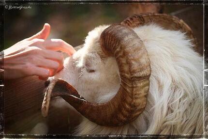 OsterferienLämmerOsterhasenUrlaubFerien - Blunk