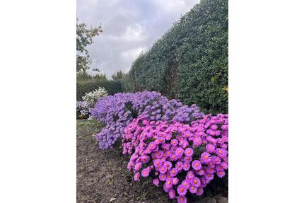 Kleingarten Pachtgarten Schrebergarten Garten im Spreewald - Lübben (Spreewald)