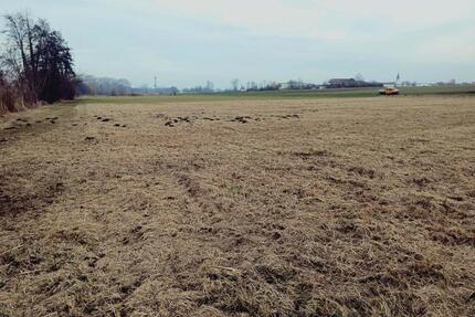 Grundstück Freisbach beiSpeyer - 50,00&nbsp;EUR Kaltmiete, ca.&nbsp; 0,00&nbsp;m&sup2; in Speyer (PLZ: 67346)