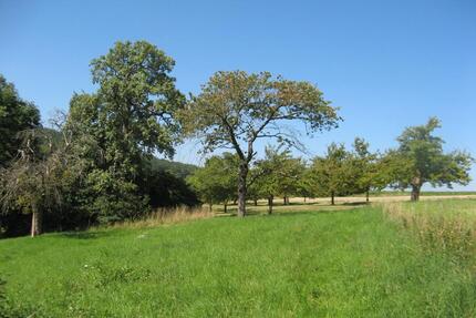 Schönes Wiesengrundstück mit Obstbäumen im Großraum Stuttgart - Mögglingen