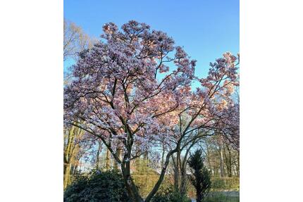 Schöne Doppelhaushälfte auf dem Land,Erstbezug nach Kernsanierung - Löningen