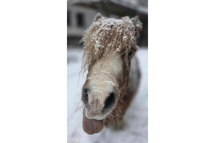 Urlaub auf dem Bauernhof - Ferienwohnung Neumann's Hof - Remptendorf