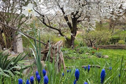 naturnaher Kleingarten 370 m² mit großer Laube, Strom, Wasser - Schwerin Friedrichsthal