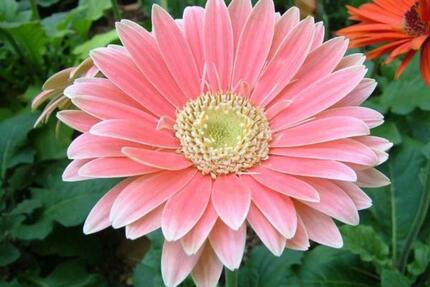 Pachtgarten günstig abzugeben - 500,00&nbsp;EUR Kaltmiete, ca.&nbsp; 0,00&nbsp;m&sup2; in Stralsund (PLZ: 18437) Langendorfer Berg