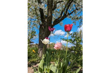 Kleingarten Nähe Badestelle Lankower SeeOstorfer See - Schwerin Neumühle