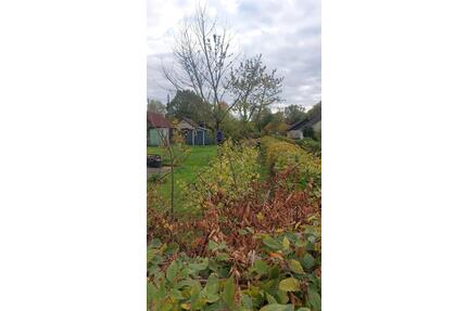 Kleingarten zur Pacht abzugeben - Hannover Herrenhausen-Stöcken