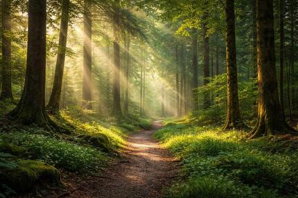 WaldgrundstückWaldflächeForst ca. 22.000m2 - Delitzsch