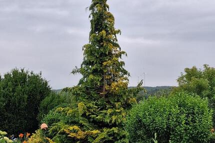 Einfamilienhaus-Doppelhaushälfte - PRIVATVERKAUF - Farnstädt