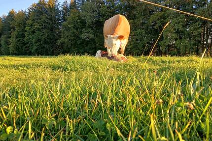 Acker, Grünland, Wiese, Weide, landwirtschaftliche Fläche - Egling
