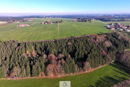 Schöner FICHTENALTBESTAND in ruhiger Lage des Ostallgäus - Eggenthal Völken