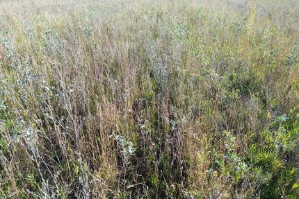 Ökopunkte D30, Region 4, LK Nienburg - Diepenau