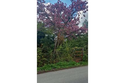 Eigentums Garten zu vermieten 1029 m² - Erfurt Andreasvorstadt