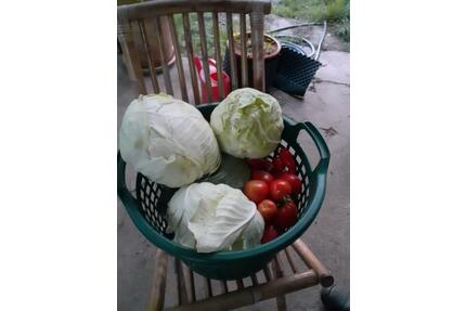 Gemeinschaftsgarten Garten - 30,00&nbsp;EUR Kaltmiete, ca.&nbsp; 0,00&nbsp;m&sup2; in Dresden (PLZ: 01127) Neustadt