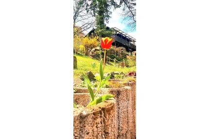 Idyllische Almhütte als Wohnhaus oder Wochenenddomizil - Hargesheim
