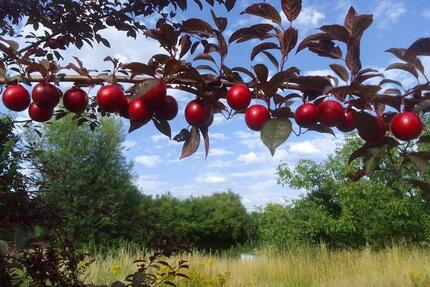 Gartenbeteiligung in Würm – Deine Schrebergarten-Alternative - Geilenkirchen
