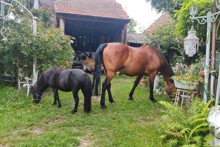 Bauernhof zu verkaufen - 350.000,00&nbsp;EUR Kaufpreis, ca.&nbsp; 200,00&nbsp;m&sup2; in Genthin (PLZ: 39307)