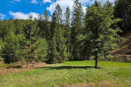 Grundstück, Waldwiese, Lichtung zu verpachten 66969 Lemberg
