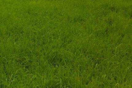 Wiesengrundstück in - 7,00&nbsp;EUR Kaltmiete, ca.&nbsp; 0,00&nbsp;m&sup2; in Bad Homburg vor der Höhe (PLZ: 61352) Gonzenheim