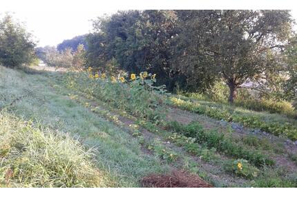 kleiner Acker bei Meersburg – Stetten zu verpachten - Konstanz Allmannsdorf
