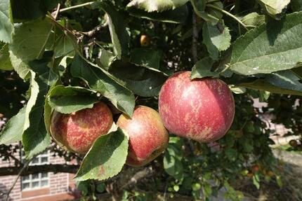 Eigener Brunnen, eigenes Obst und ein richtig großes Haus - Uslar
